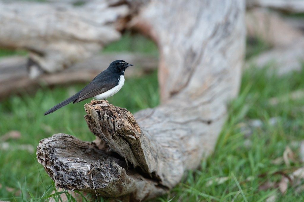Willy-willy wagtail on a log on the ground