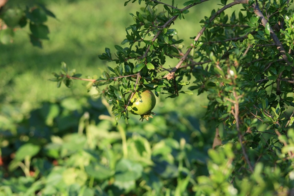 Green pomegranate on tree branch