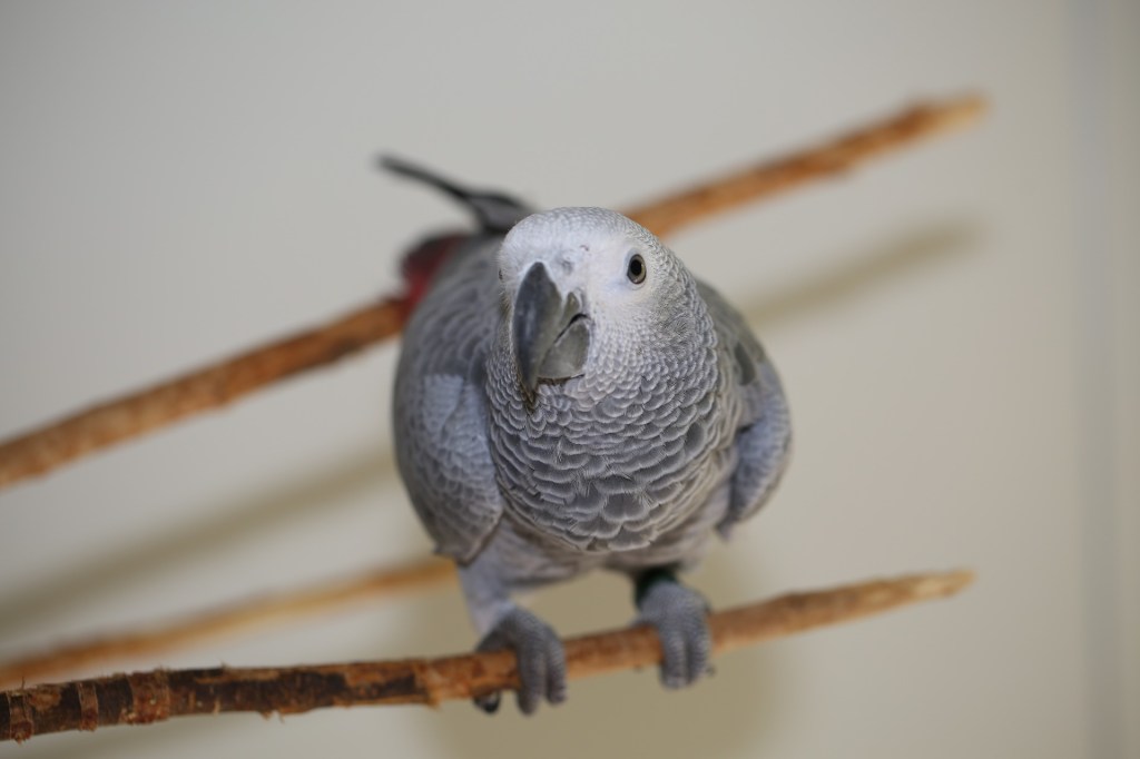 African Grey parrot on wood perch with white wall background 