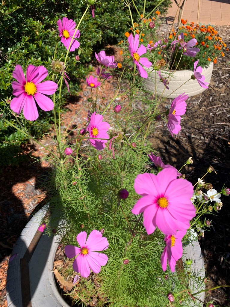 Growing flowers for green mulch