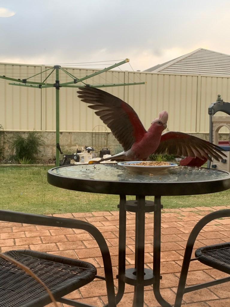 Cheeky galah