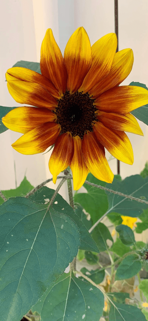 Late sunflower