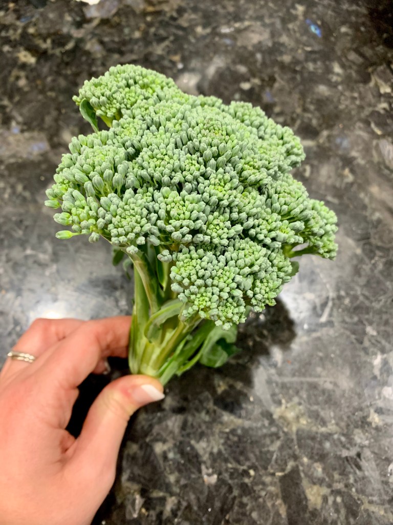 Biggest broccoli we grew - better luck next year