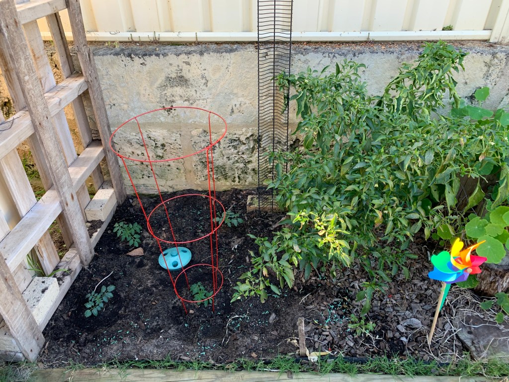 Newly planted cherry tomatoes and the chillies all grown up