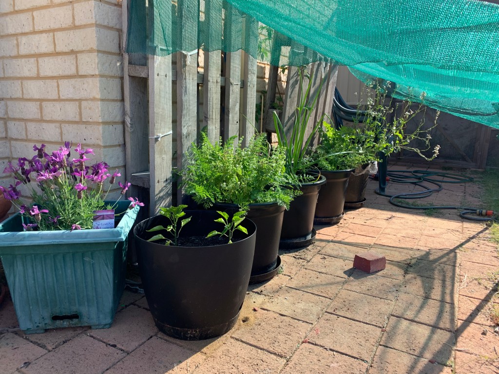 After tomatoes, I turned the pots into onions, carrots, capsicum, rocket, basil, celery (and one stray tomato)