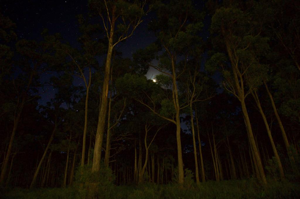 Tall, thin trees in darkness, low angle shot, moon and stars visible behind the canopy.