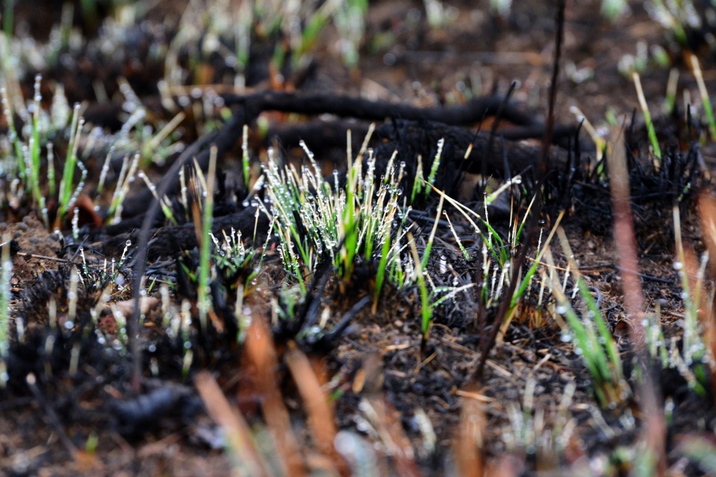 New grass shoots growing from burned ground
