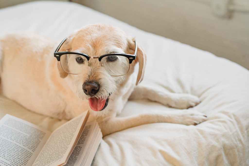 dog wearing glasses on a white bedspread bed, open book beside them