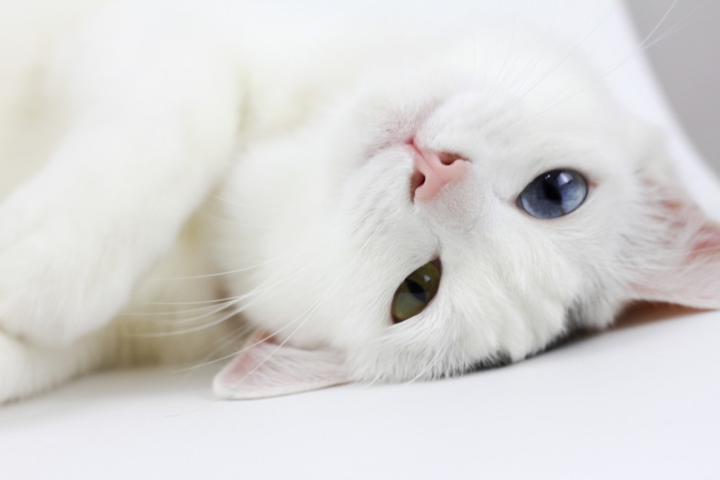 White cat lying with head upside down, looking at camera with one blue and one yellow eye