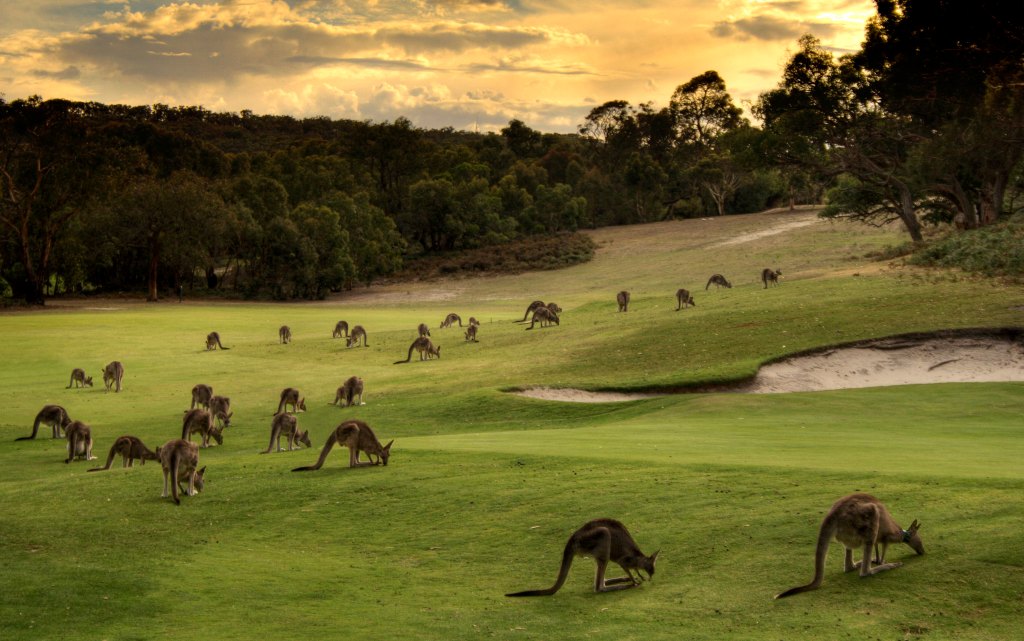 A group of kangaroos on a golf course grazing on the grass