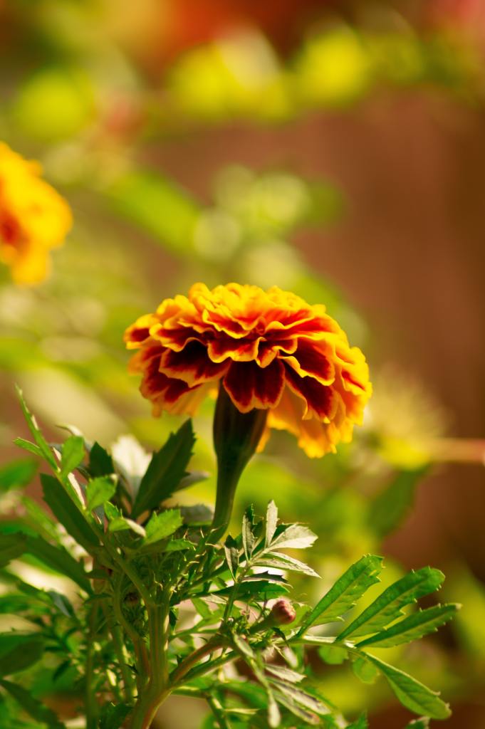 Golden marigold flower in bloom