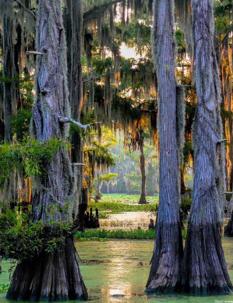 Bald cypress trees and moss in still lake water