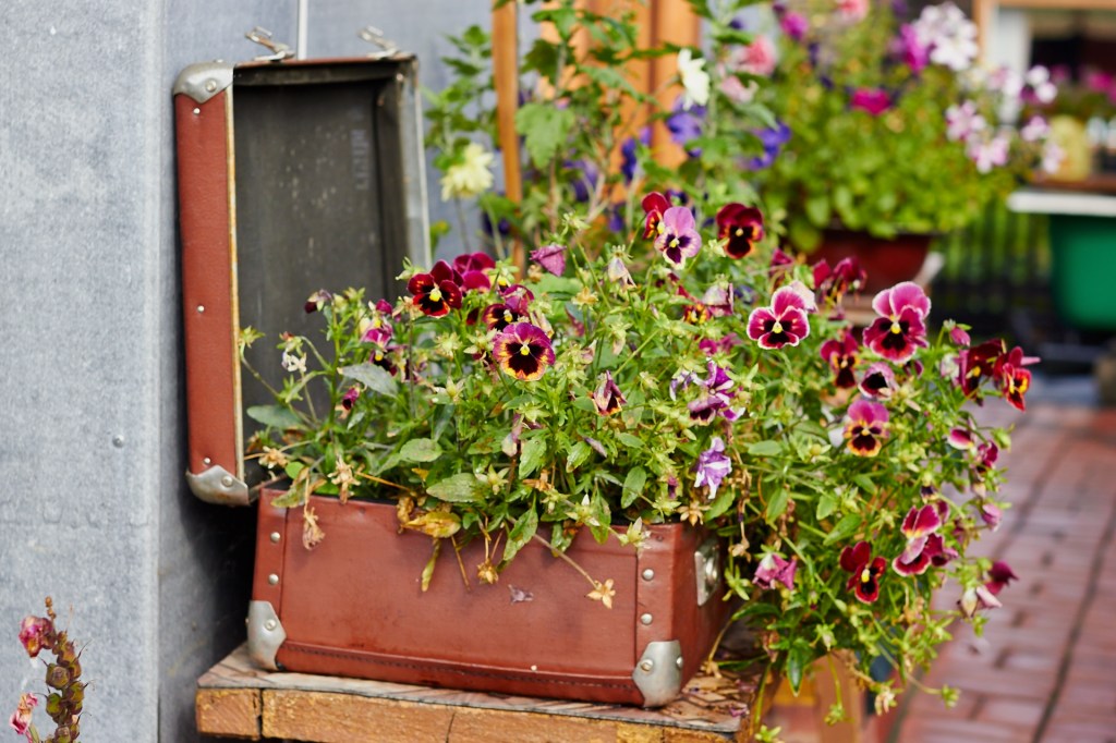 Brown, open suitcase with pansies growing out of it 
