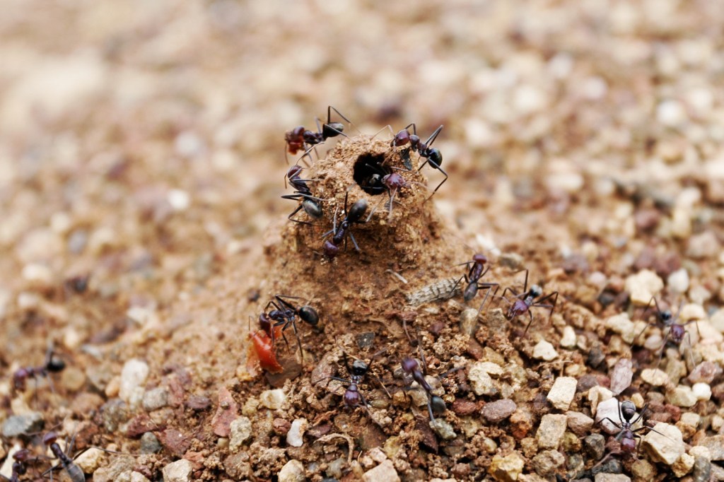 A black ant on pale grey wood, background blurred