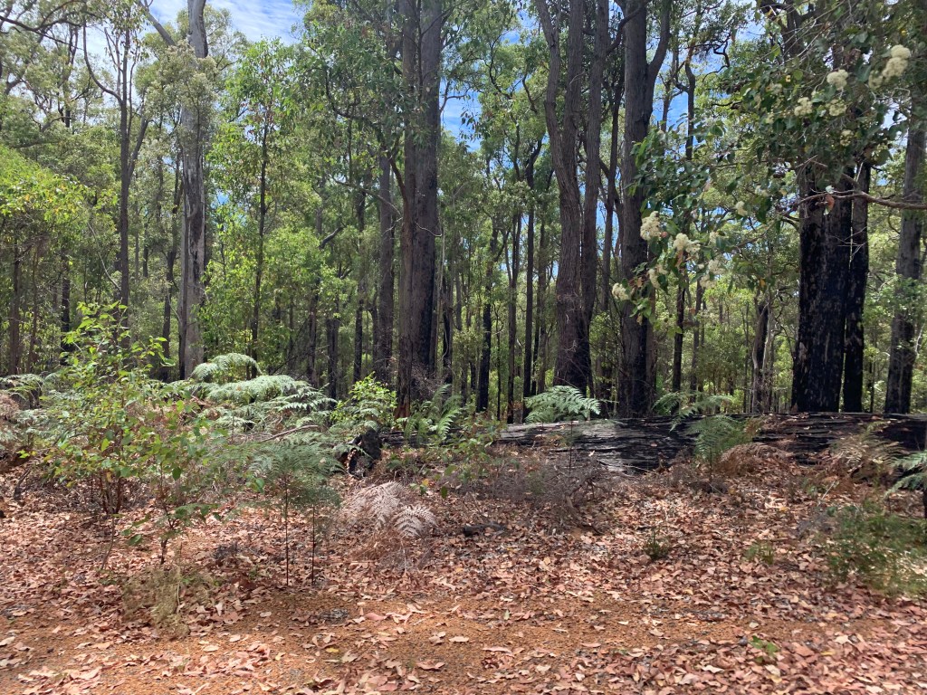 tall, dark tree trunks, ferns, and brown mulch densely packed at the side of the road