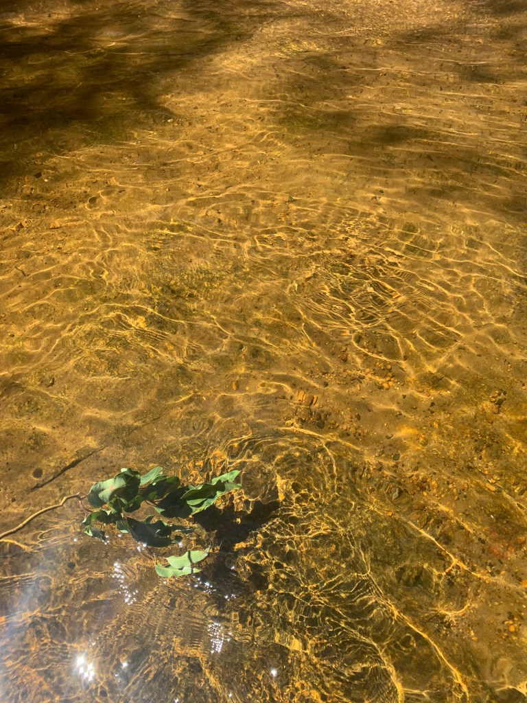 clear water over a brown rock riverbed, green leaves floating on ripples