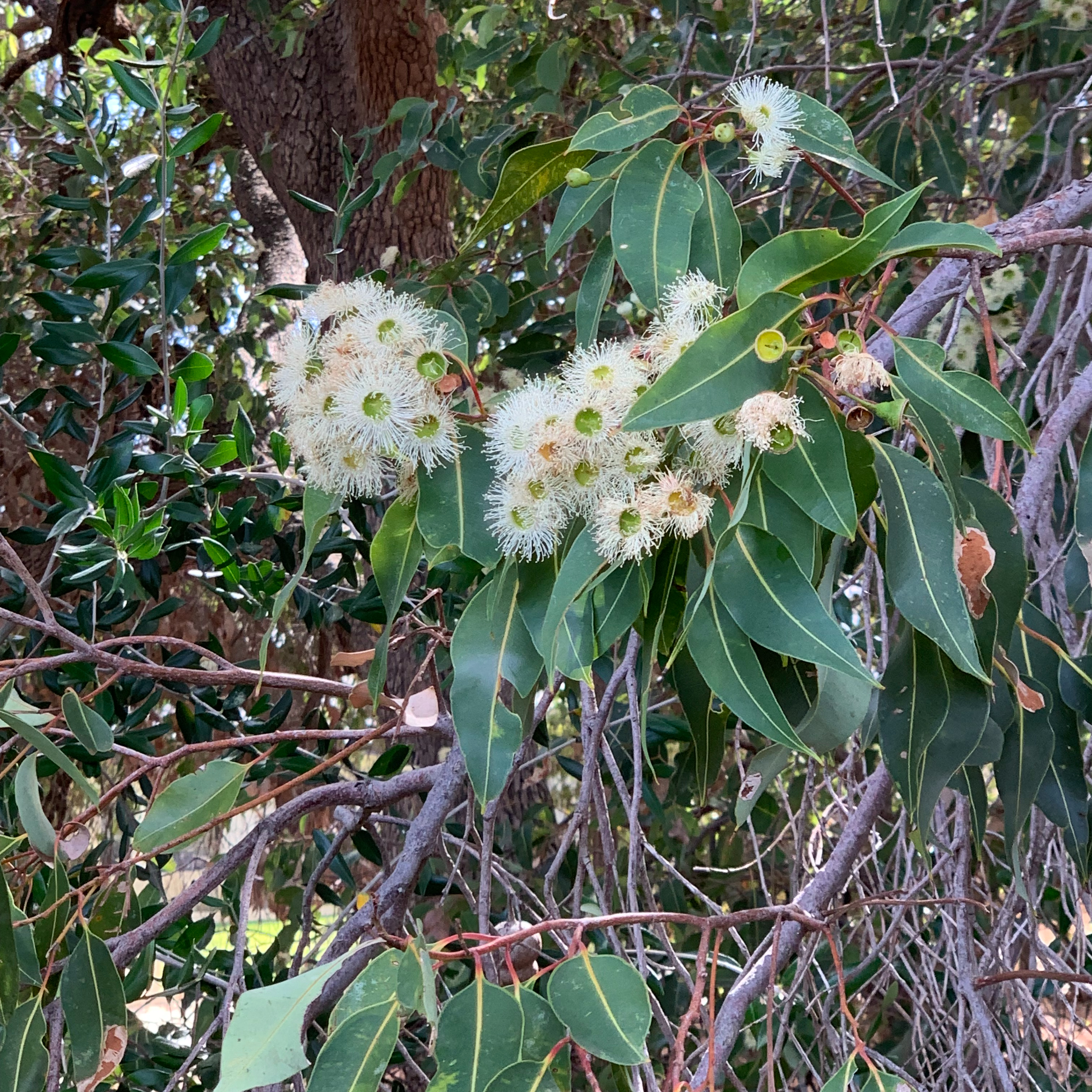 white flowers, dark green pointed leaves