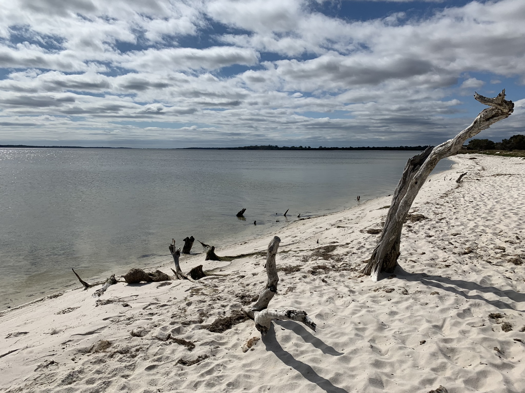 silver deadwood sticking out of white sand next to still, calm water under white-cloud and blue sky