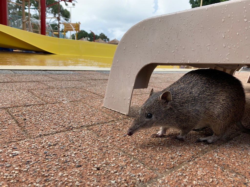 quenda (brown, furry marsupial with long snout) peeks from under a wet bench, yellow slide in background. Image (C) Matt Gill.