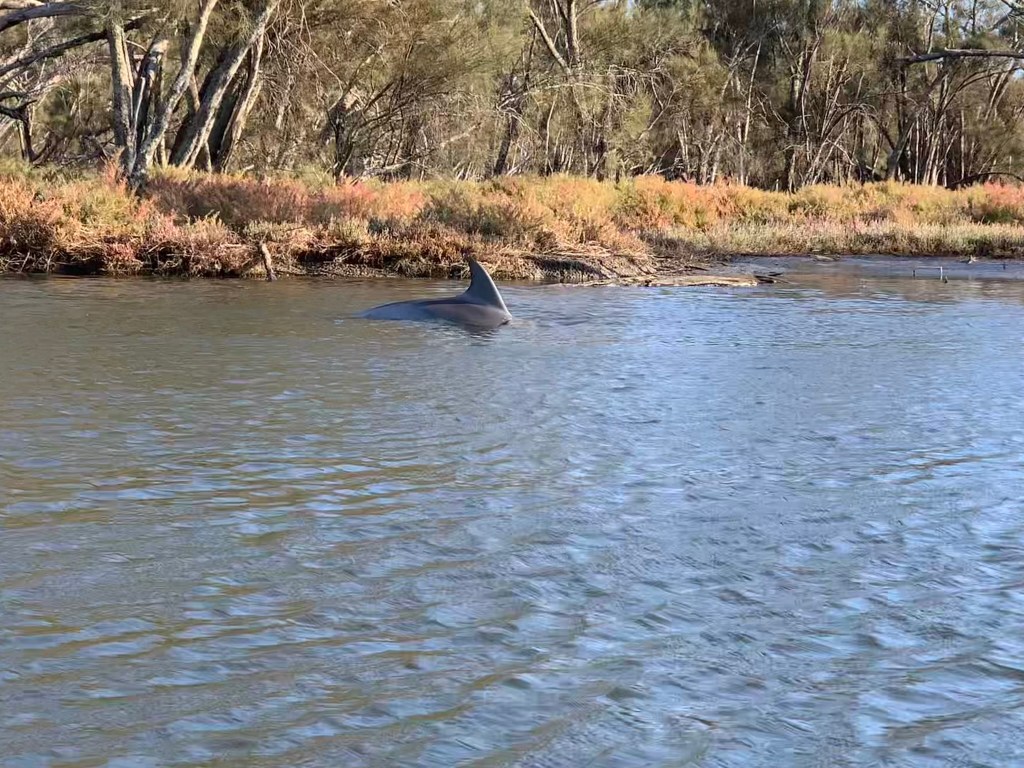 fin and back of a grey dolphin visible, with samphire and sheoaks bright in the background
