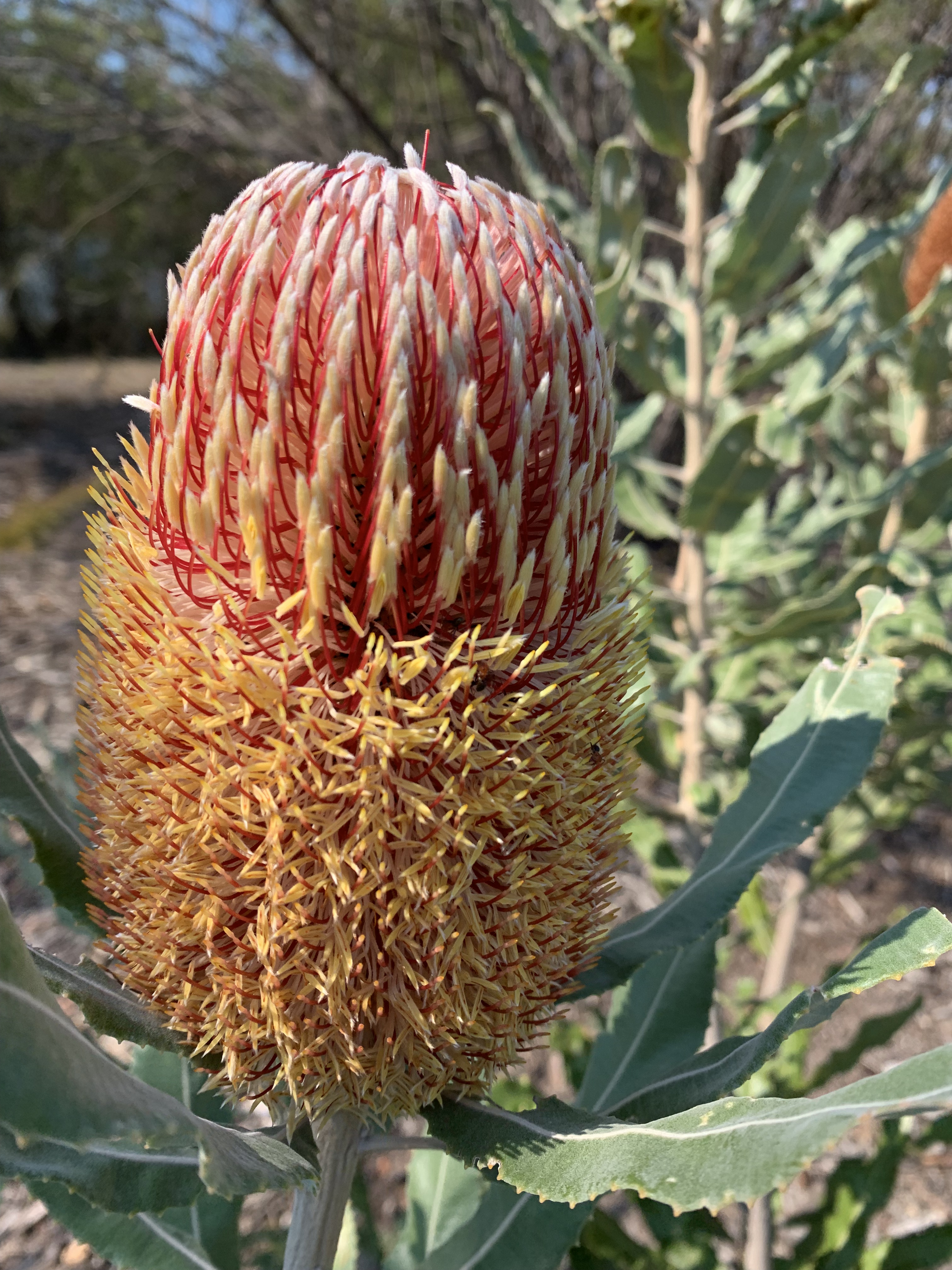 banksia menziesii