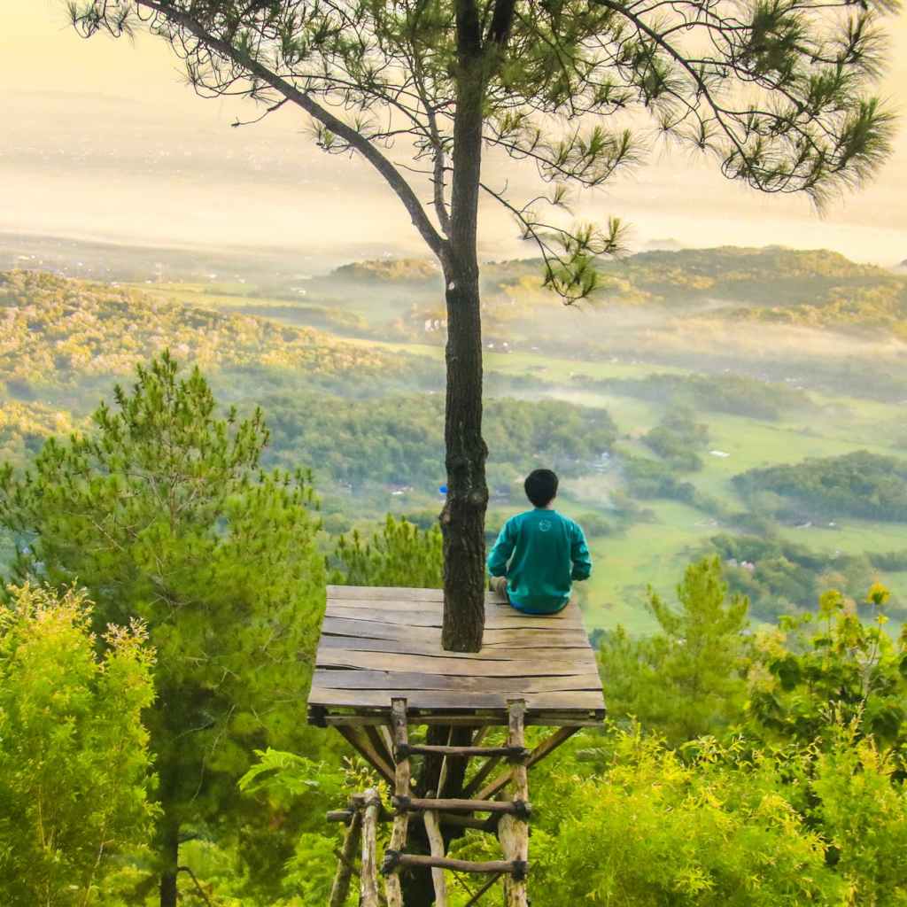 Person in a green jumper on a high tree platform that surrounds the trunk and has wooden ladder leading up to it. Landscape visible below.
