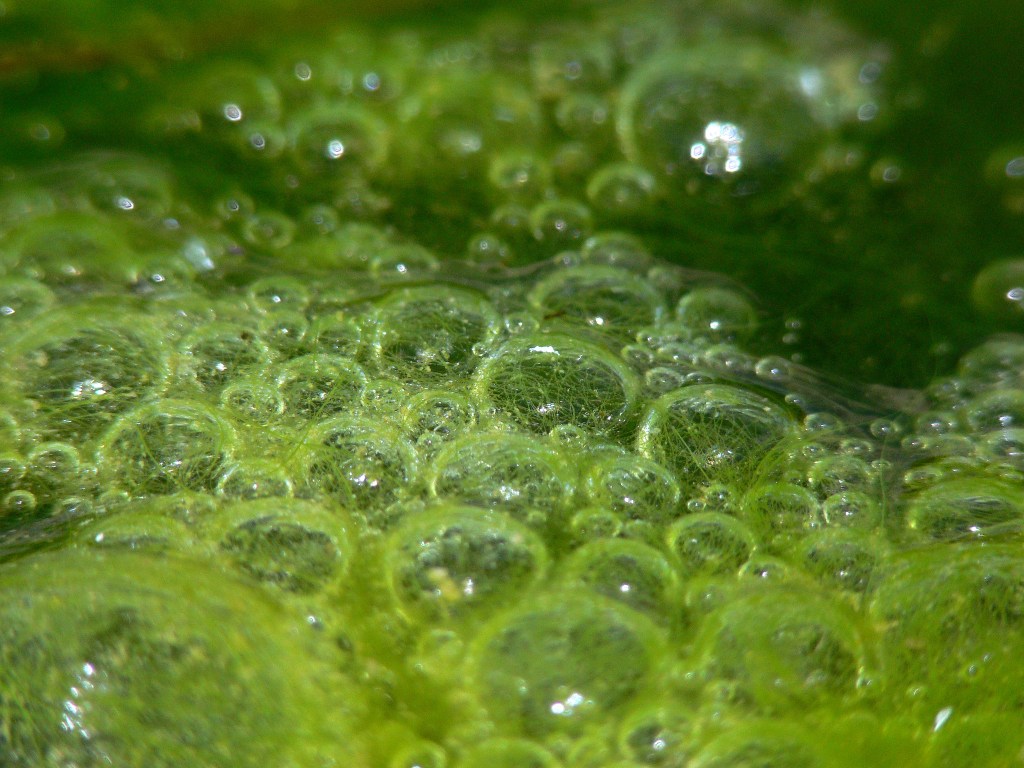 green pond scum bubbles