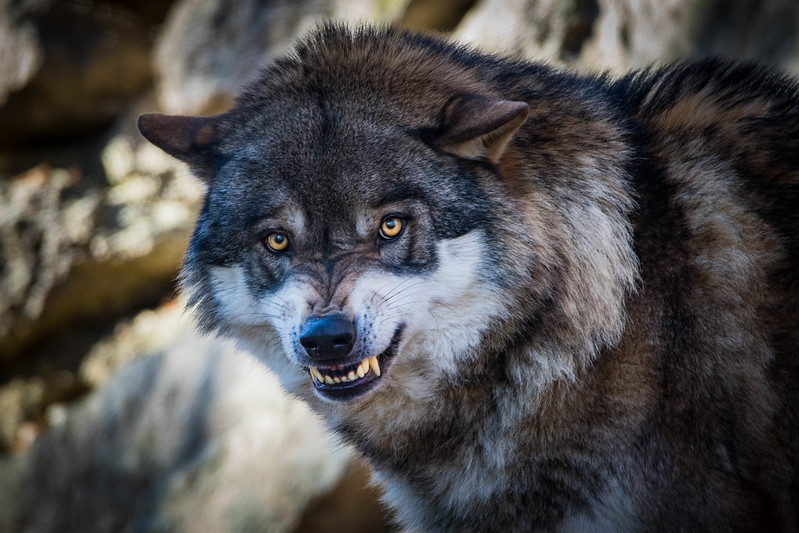 snarling wolf