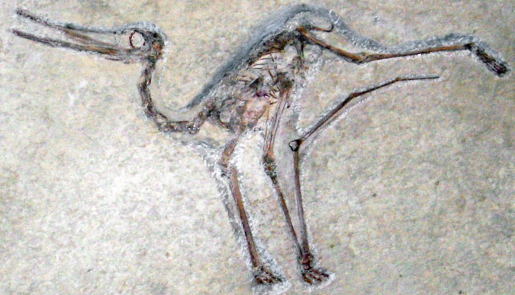 fossilised pterosaur skeleton
