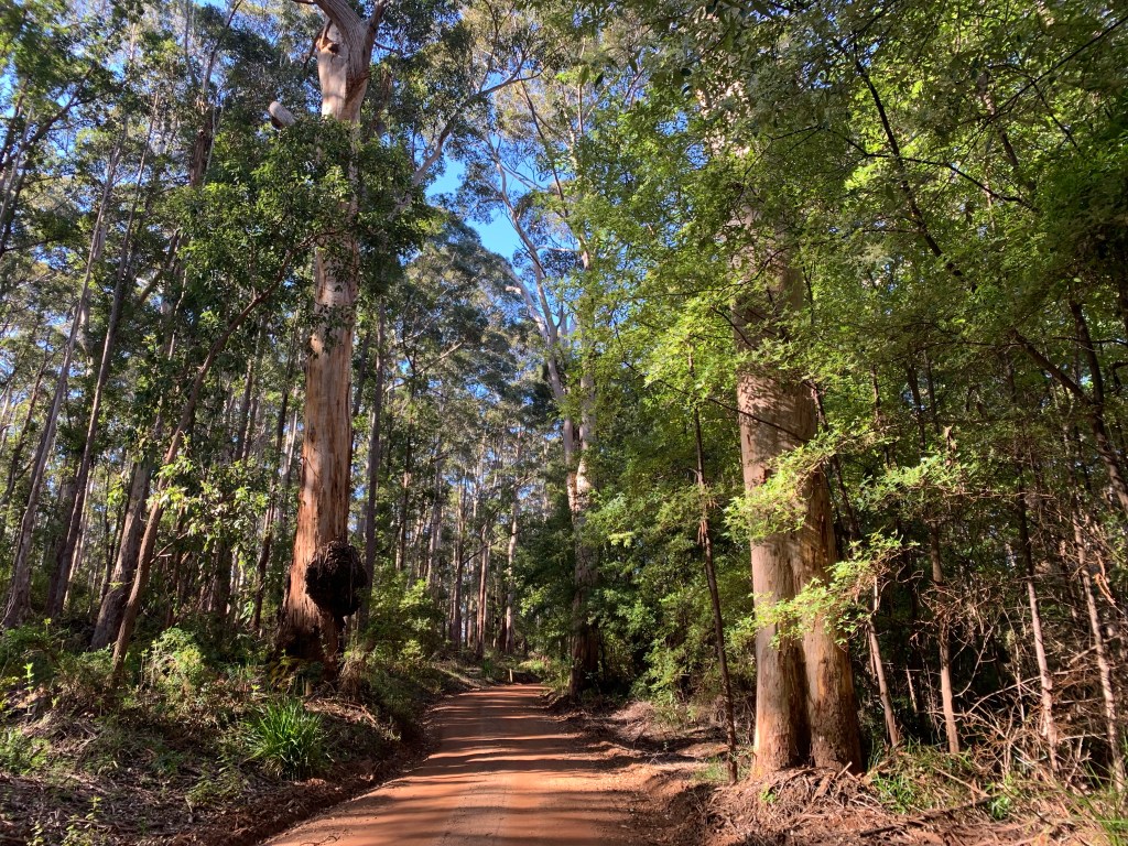 Red dirt road through stands of tall eucalypts