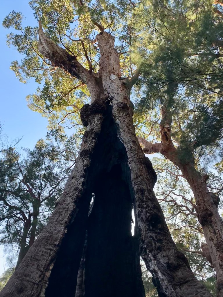 Burned-out hollow inside a living tree that stretches to the sky
