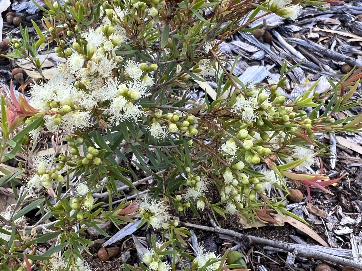 One Word (IWSG&nbsp;January)